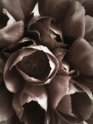 miller_flowers_12